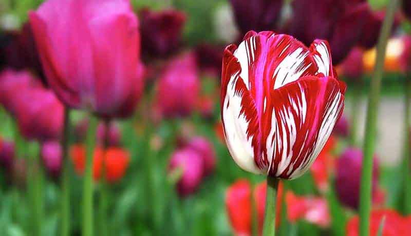 tulip حباب گل لاله ویروس