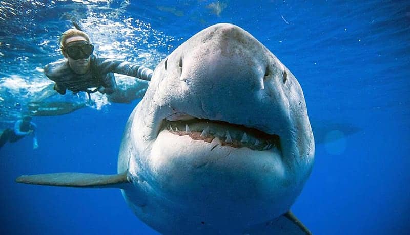 سوگیری شناختی آرواره‌های کوسه