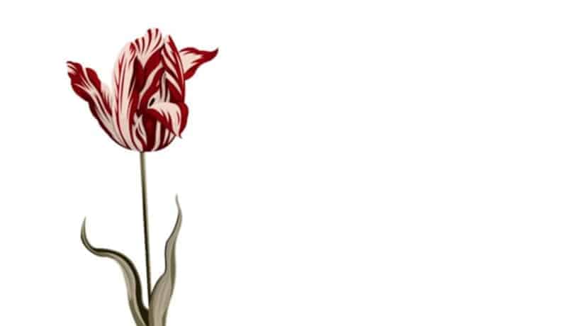 گل لاله حباب گل لاله