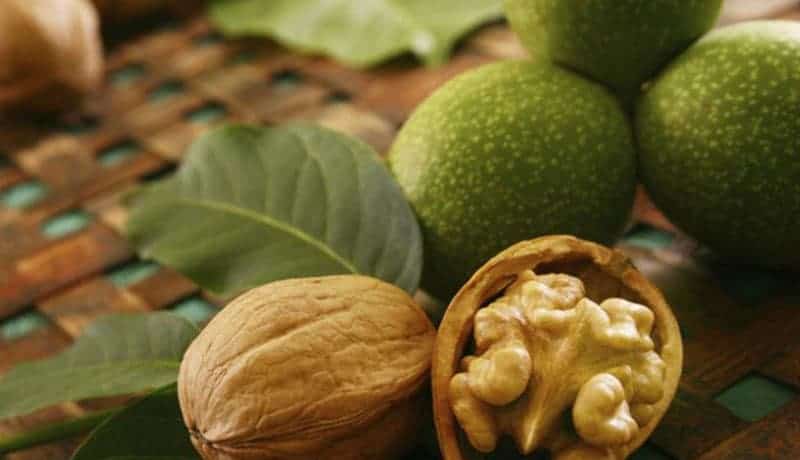 گردو درخت گردو