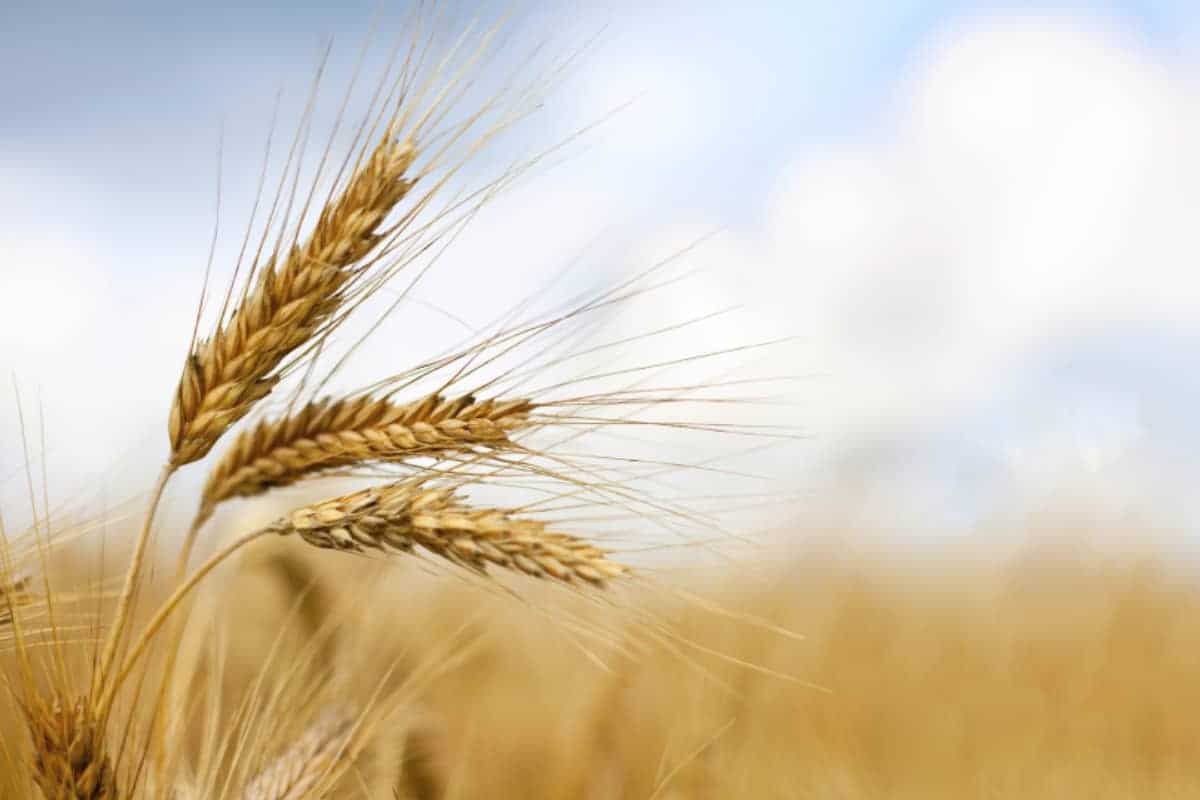 Wheat_Photo-cred-adobestock_E1 بورس ترسناک نیست