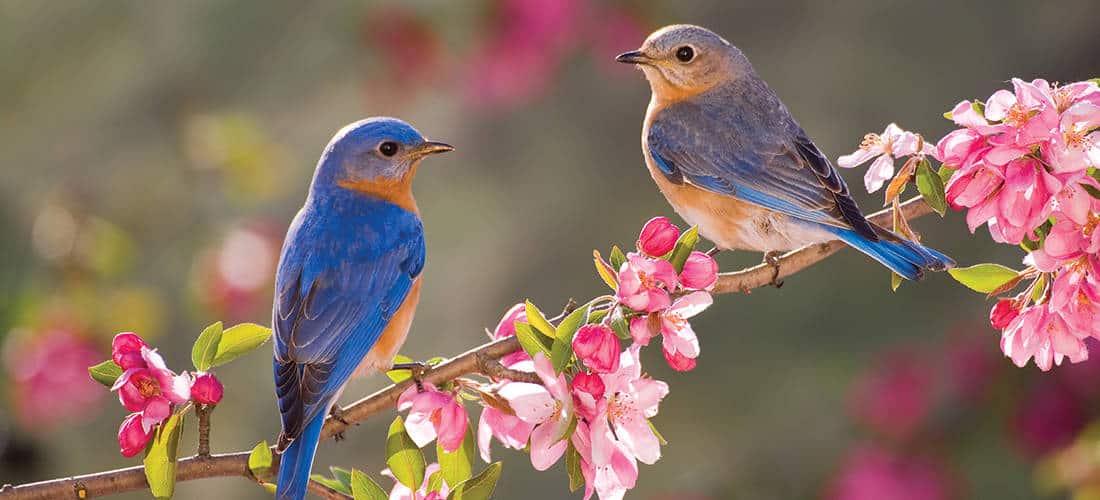 پرنده تحلیل و معاملهگری